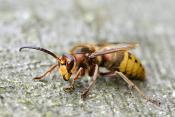 hoornaar dar (vespa crabro) 11-2024 1494